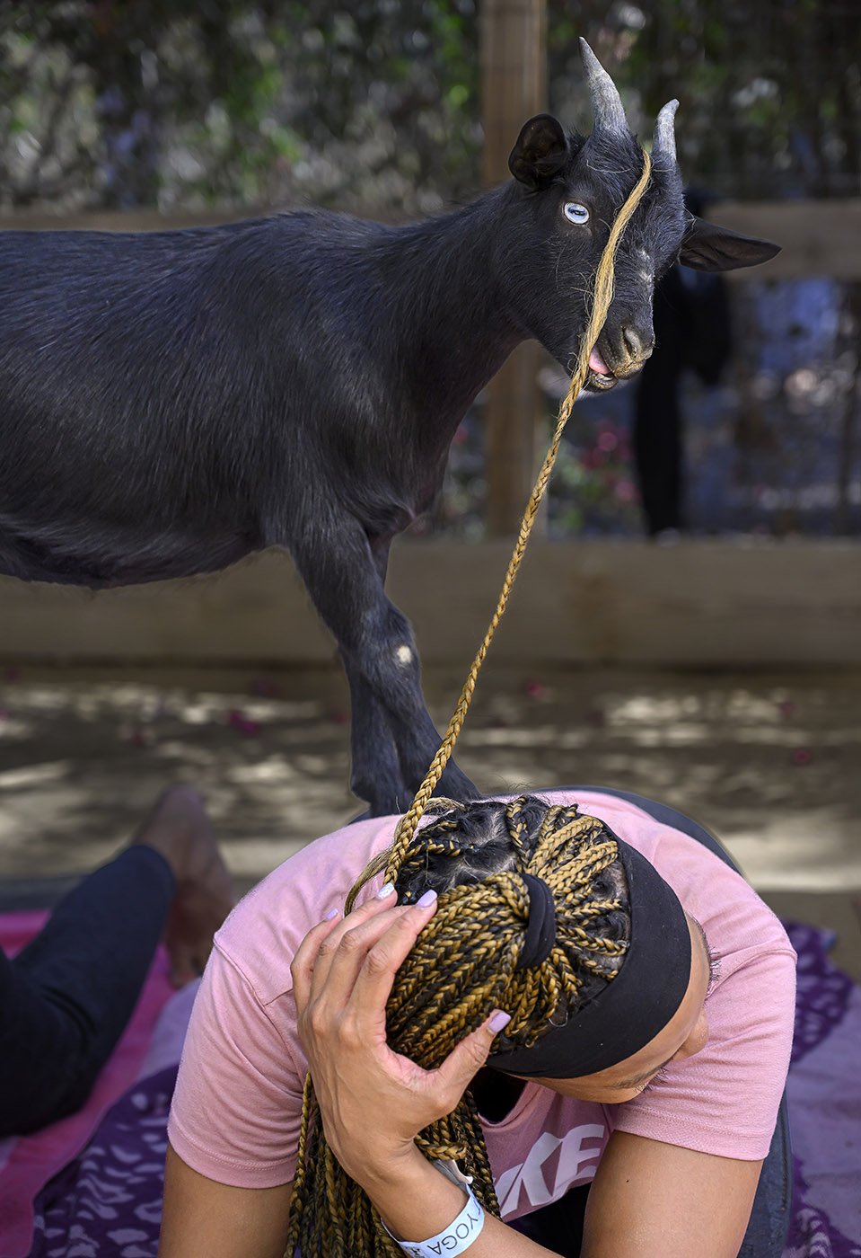  Vanesa Gouldburn tries to prevent her hair from becoming goat food during a yoga class at Goods and Goats in San Juan Capistrano on Sunday, August 28, 2022.  