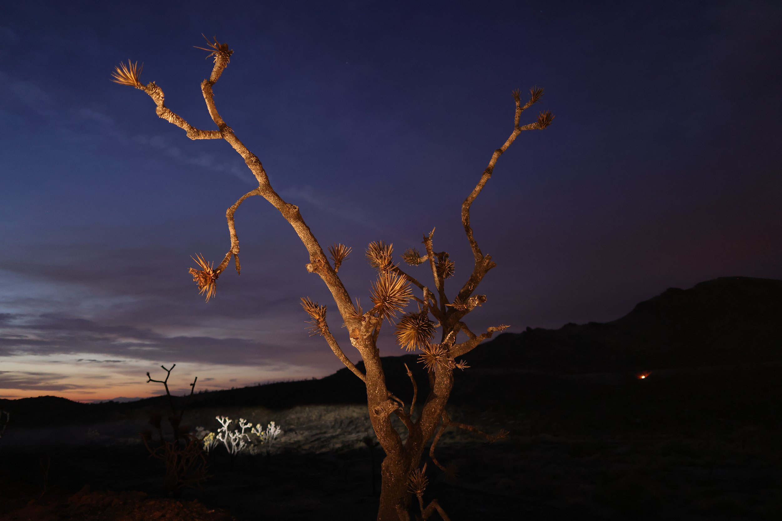 PHOTOESSAY_2672857189_MOJAVE_FIRE_BURNS_JOSHUA_TREES_05.JPG