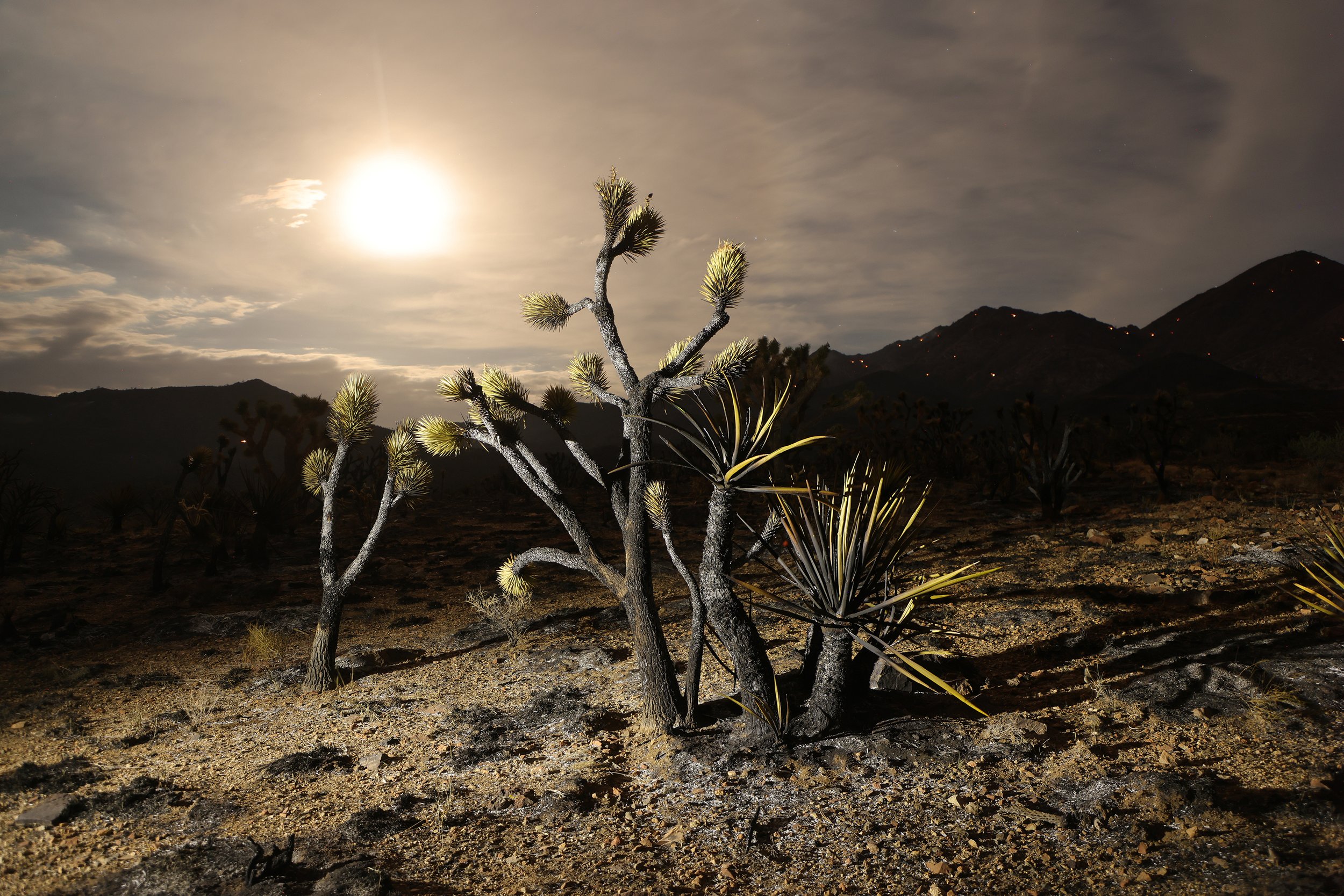 PHOTOESSAY_2672857189_MOJAVE_FIRE_BURNS_JOSHUA_TREES_06.JPG