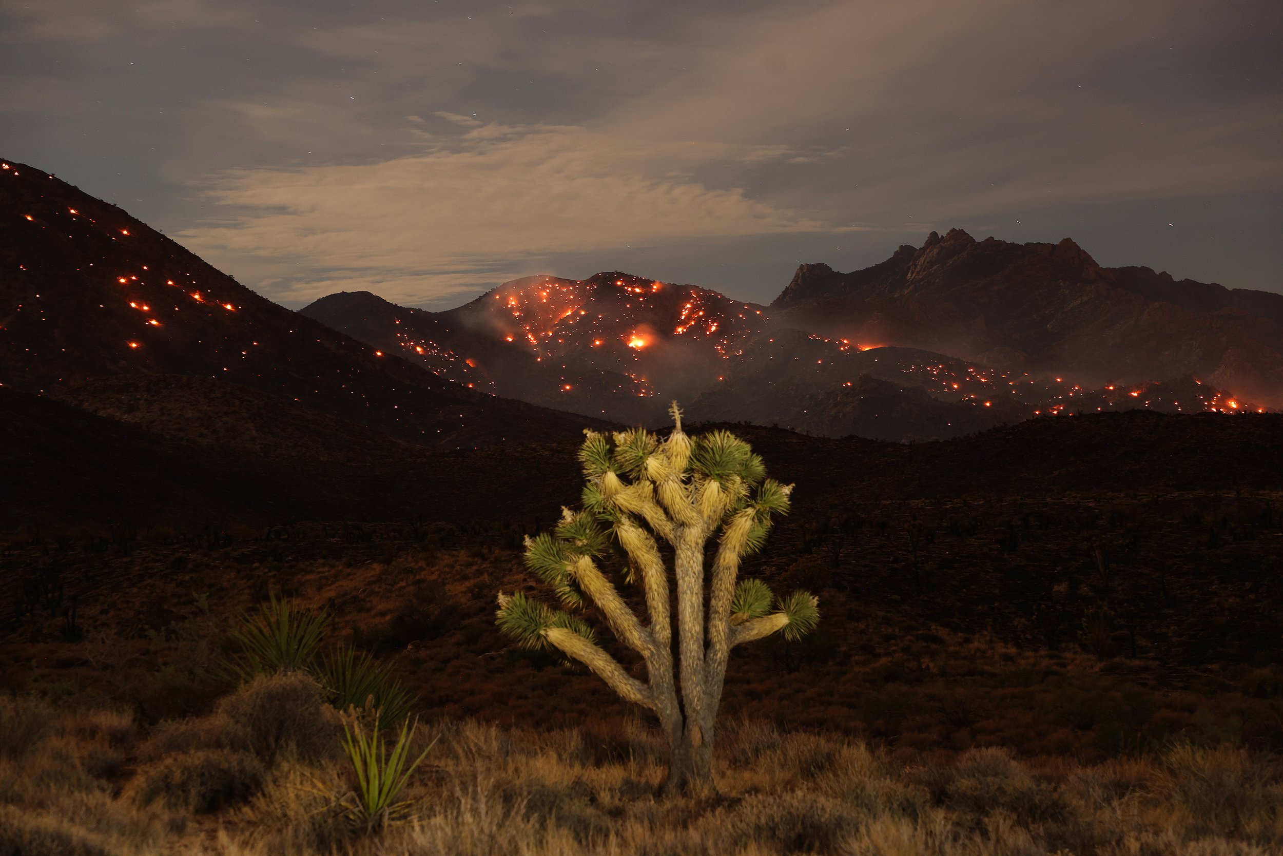 PHOTOESSAY_2672857189_MOJAVE_FIRE_BURNS_JOSHUA_TREES_07.JPG