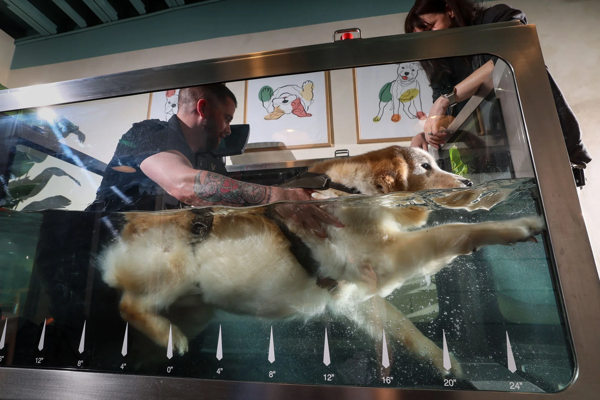  Studio City, CA, Monday, June 23, 2025 - Dug visits Buddy Canine Wellness for some hydrotherapy. He is assisted by Buddy owner Jazz Pritchard. Dug is up for nearly any water adventure. But walking on a treadmill, in a glass tank filled with water at