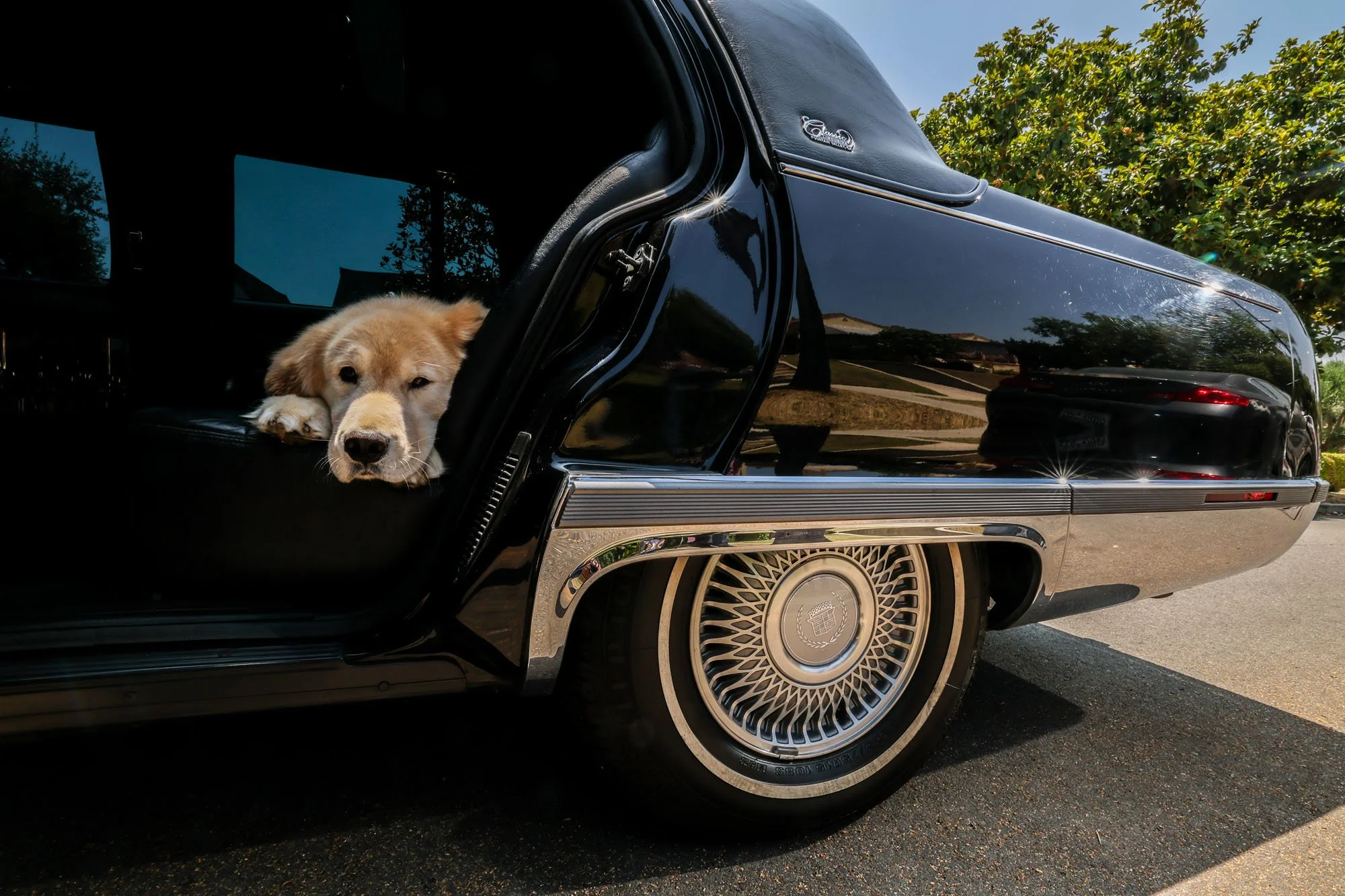  Hollywood, CA, Wednesday, June 25, 2025 - Dug waits patiently for humans to start his journey Collar and Comb via limo for a mud and blueberry facial. Collar & Comb is a canine luxury ecosystem, with three social houses for dogs and their humans, th