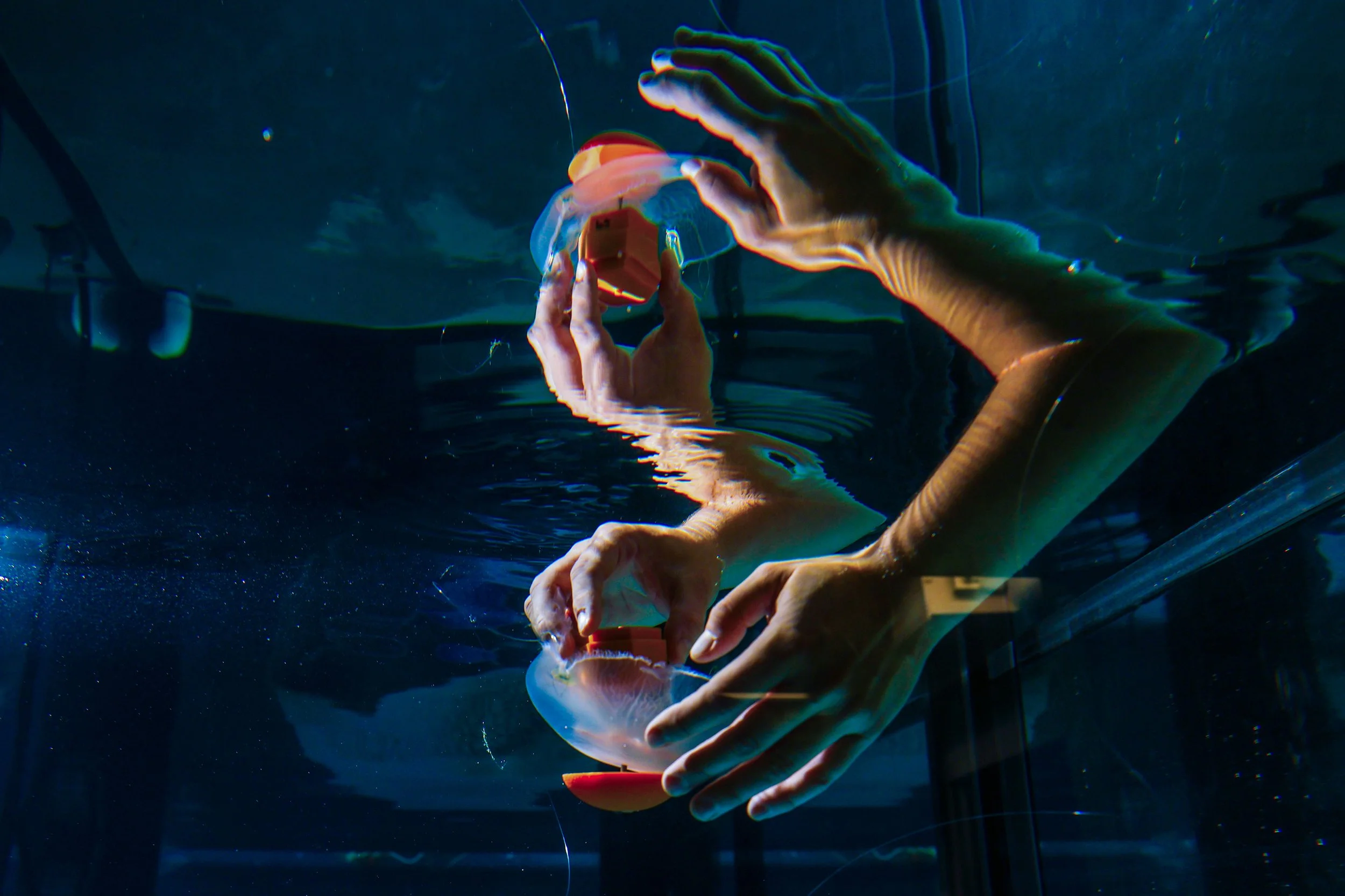  Pasadena, CA, Tuesday, July 8, 2025 - Noa Yoder, a graduate student at the Dabiri Lab at Caltech,is part of a team developing cyborg jellyfish.  They are developing a device made up of a container filled with sensors and two electrodes that attach t