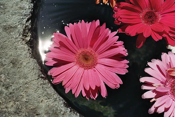 Stoned Flowers