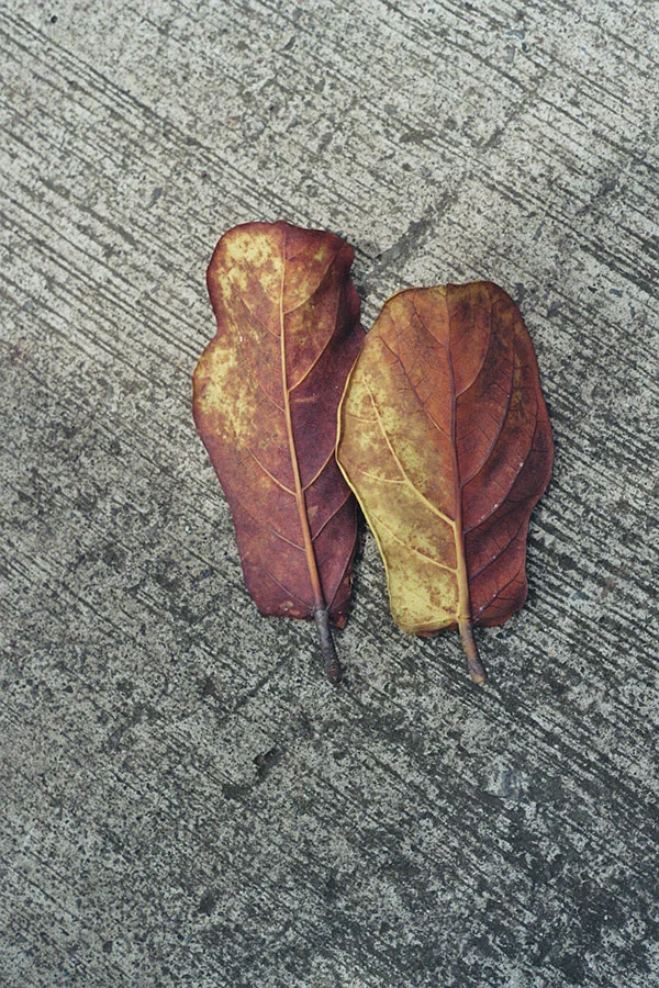 Two Leaves