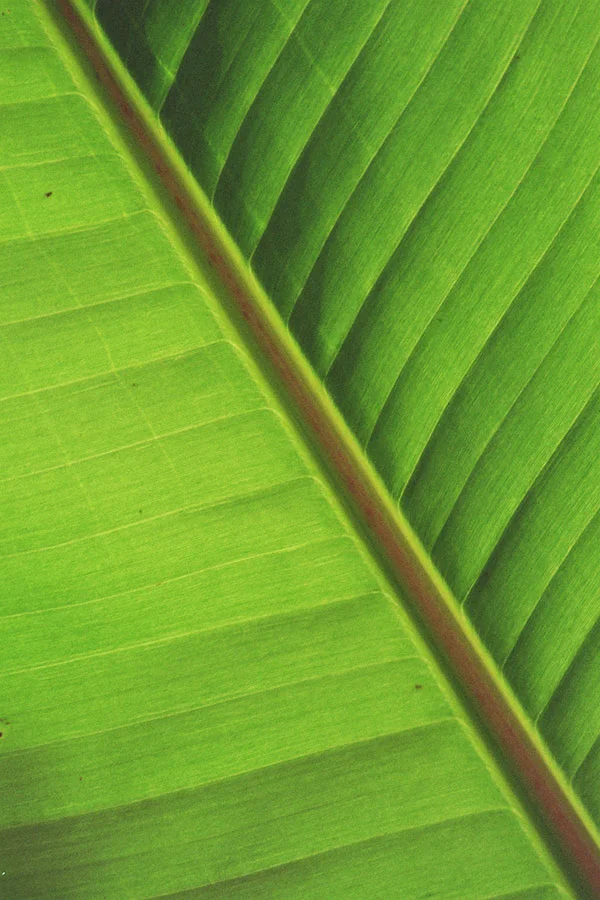 Leaf Study #6