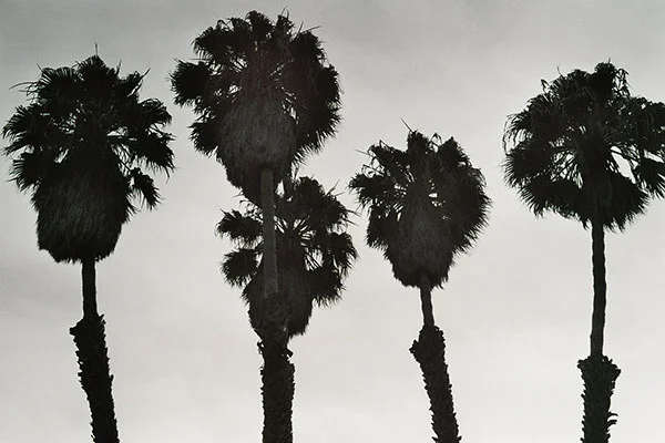Black Palms