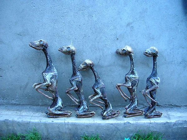 Llama Fetuses