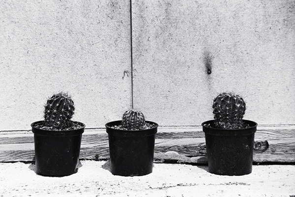 3 Cacti