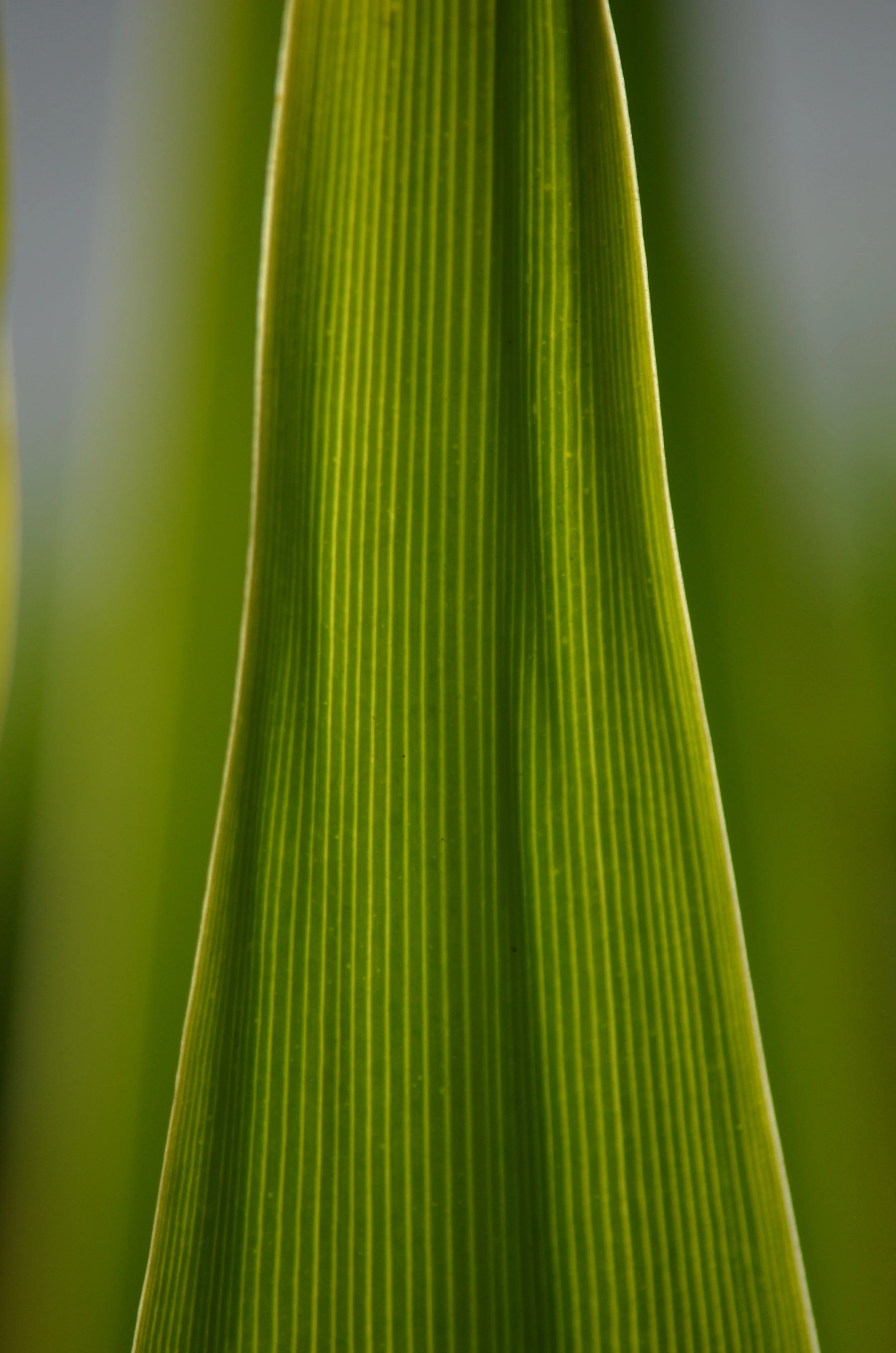 Maui Greenage