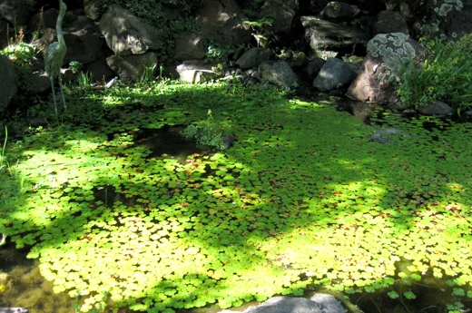 ferrari-gardens.jpg