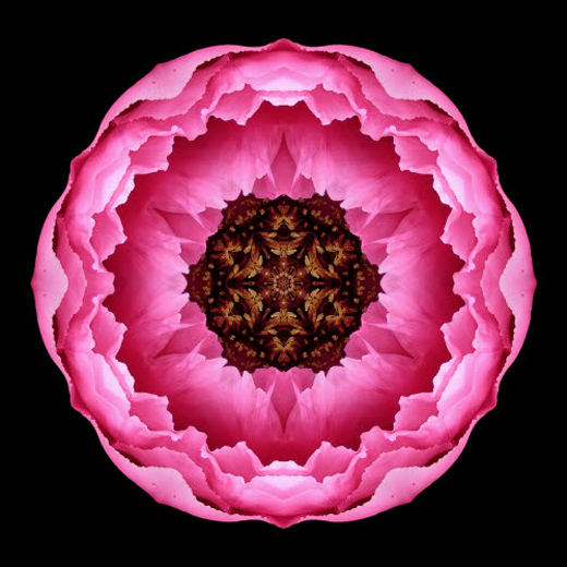Pink_Peony_I_500x500.jpeg