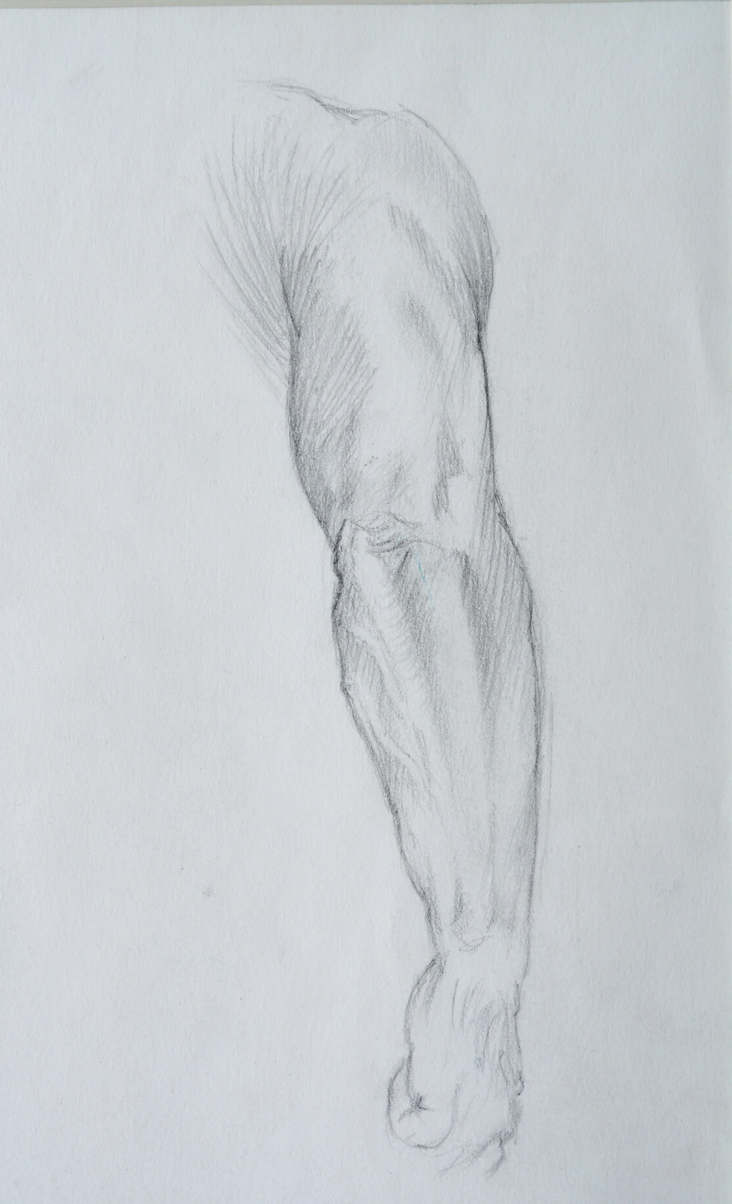 Male Arms (detail) , study. 1992. Graphite on paper. Available for purchase. 