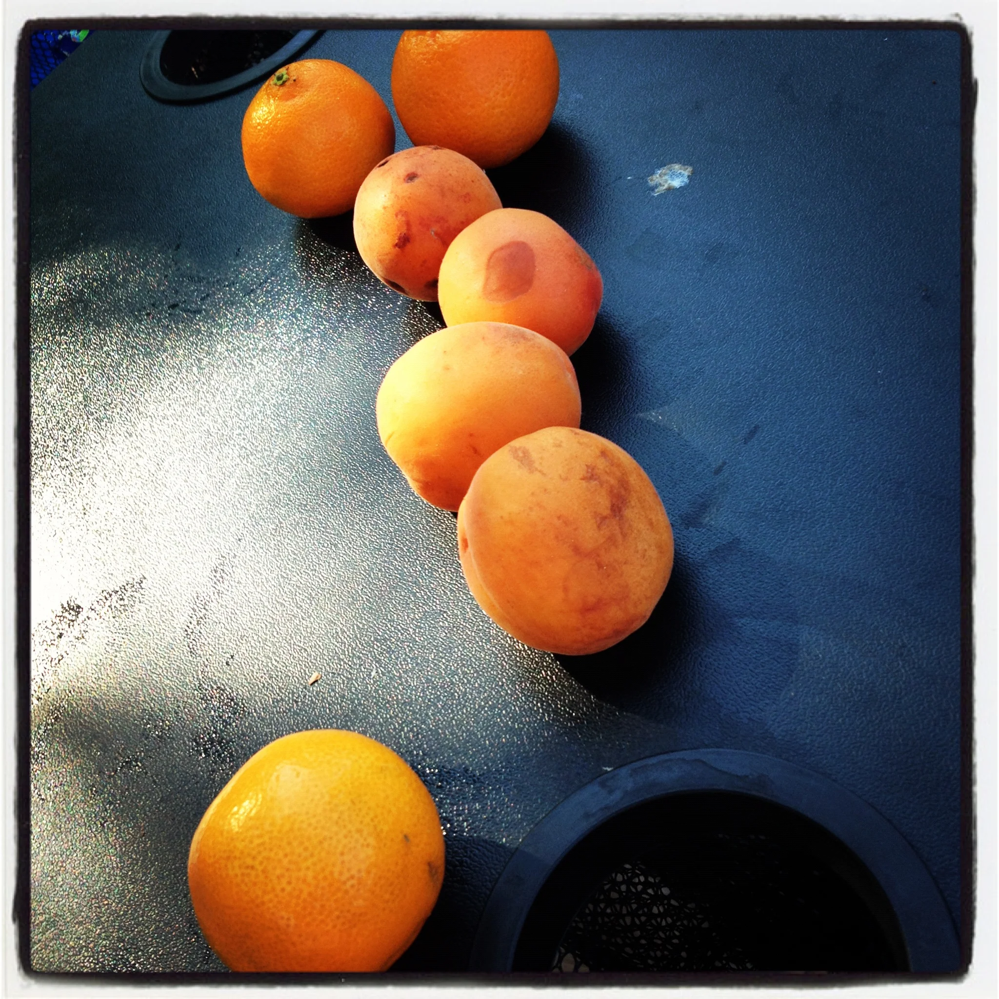 Oranges on a Cooler