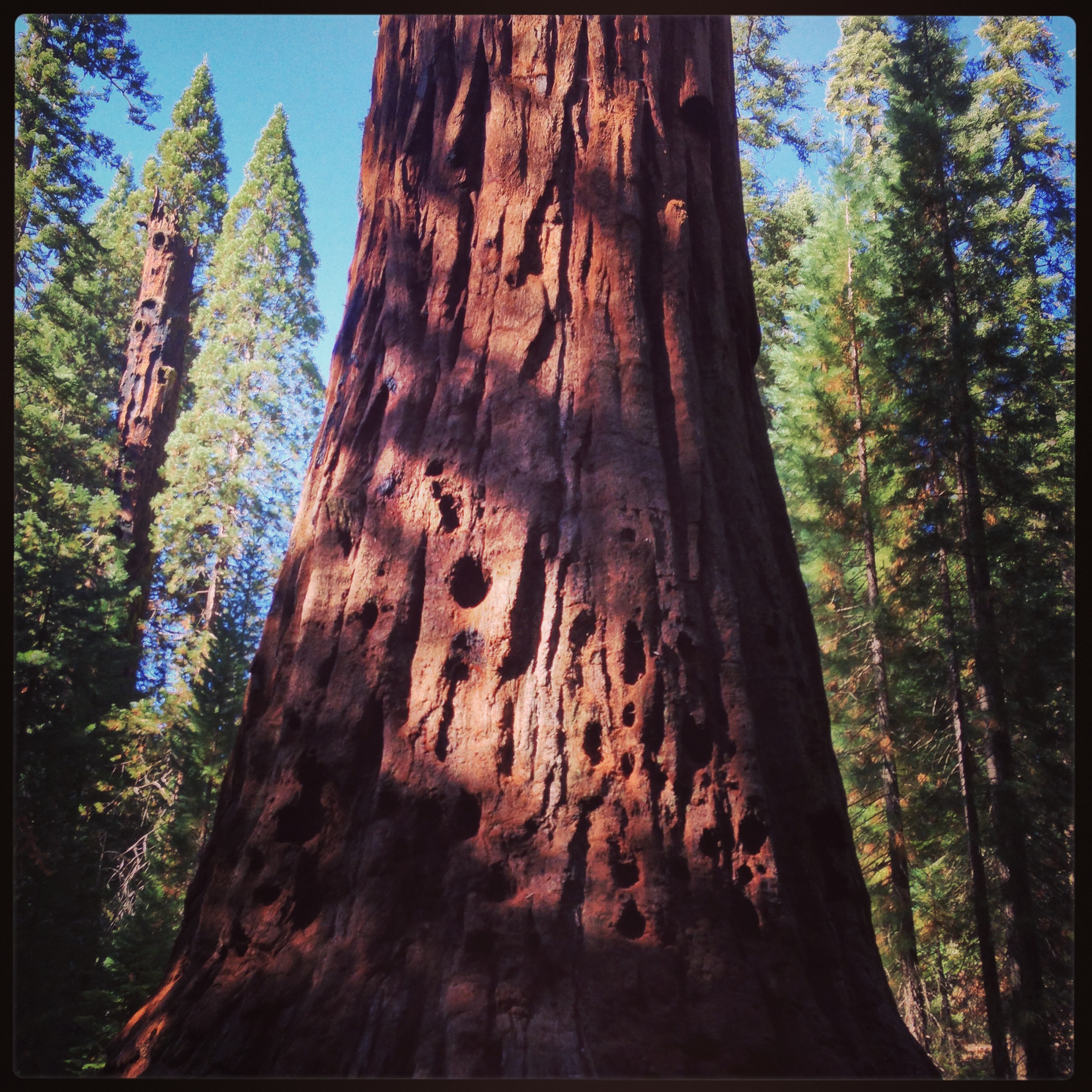 Sequoia National Park, California