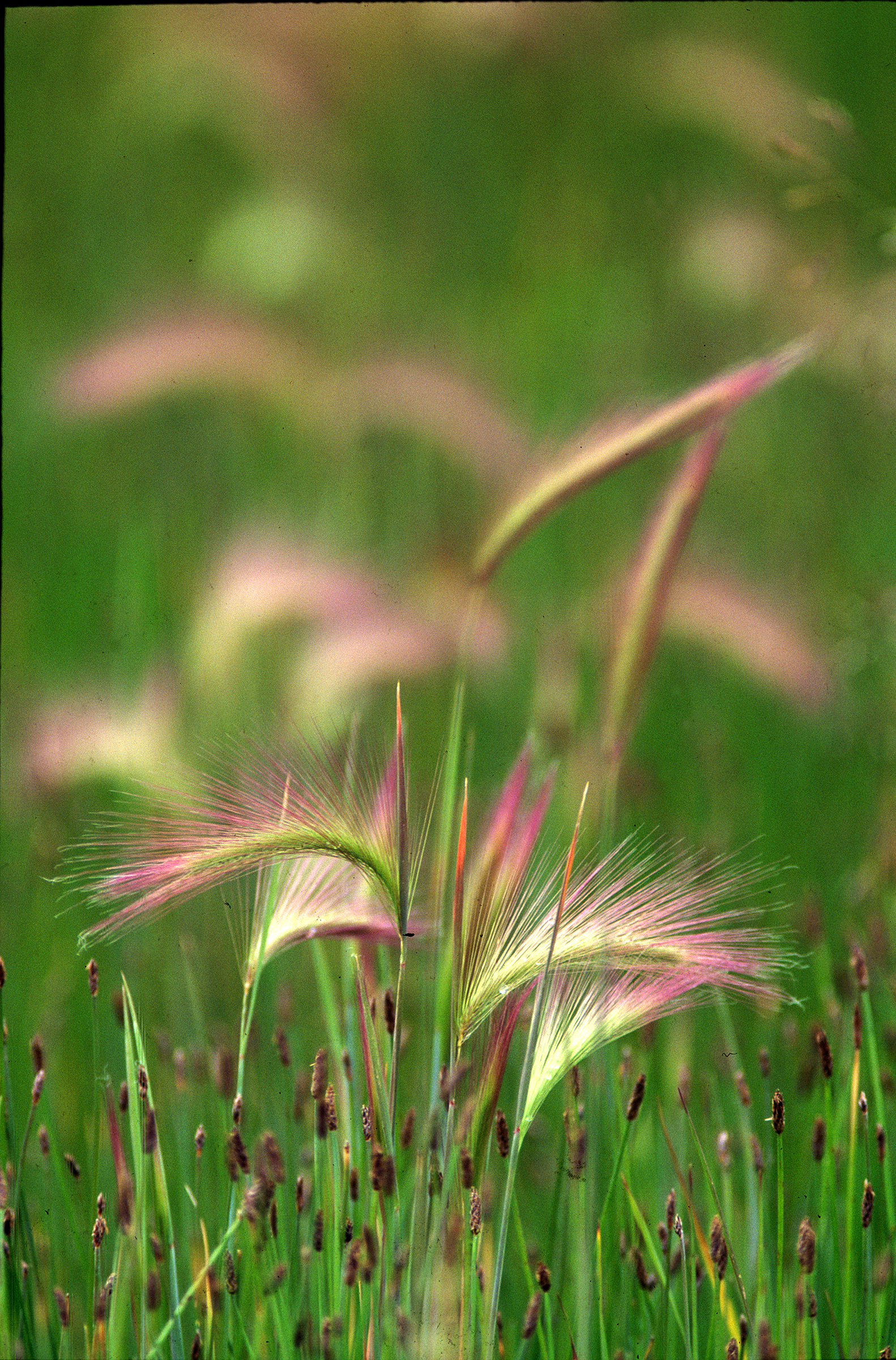 READY Grass Vert.jpg