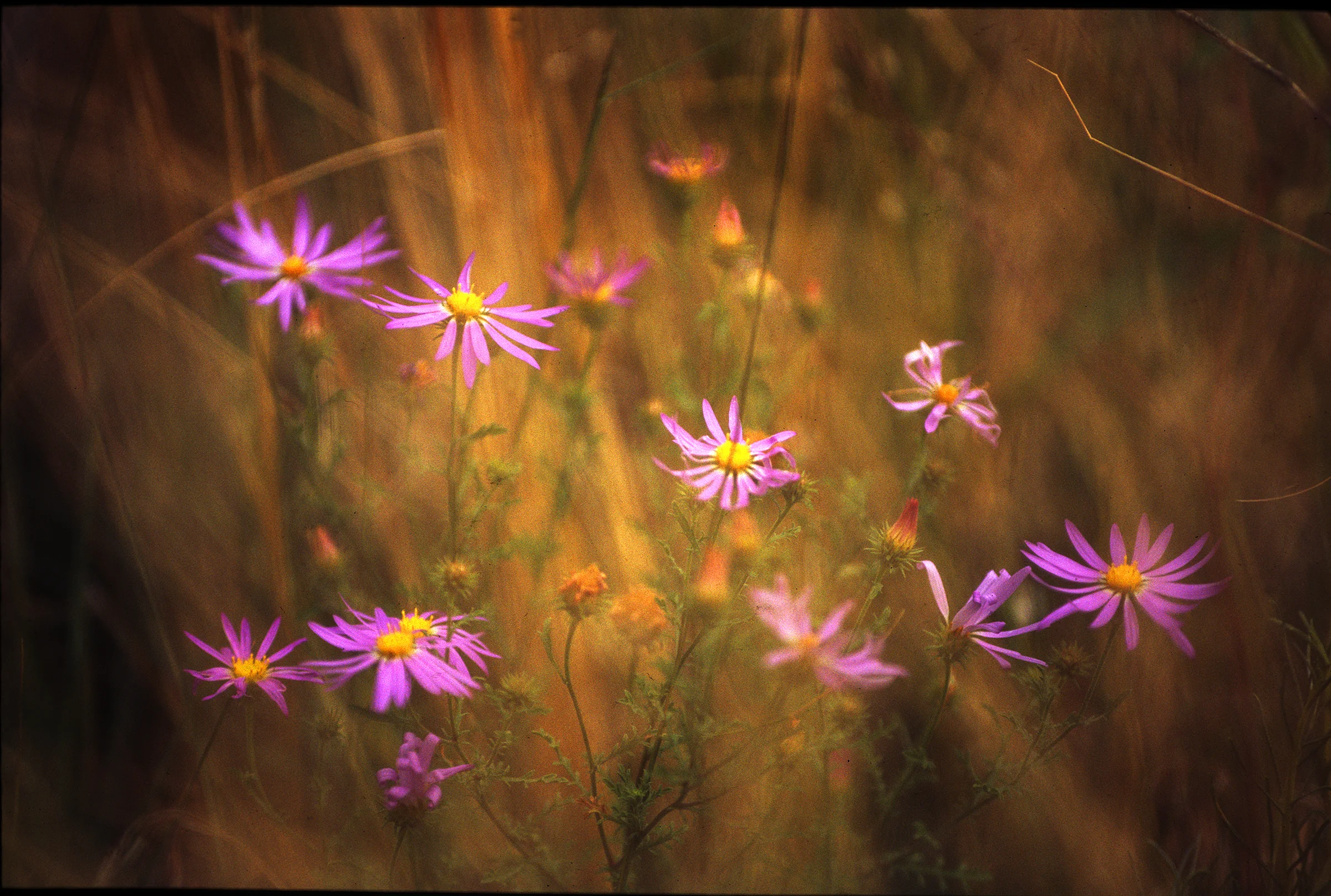 READY SoftFlowers.jpg