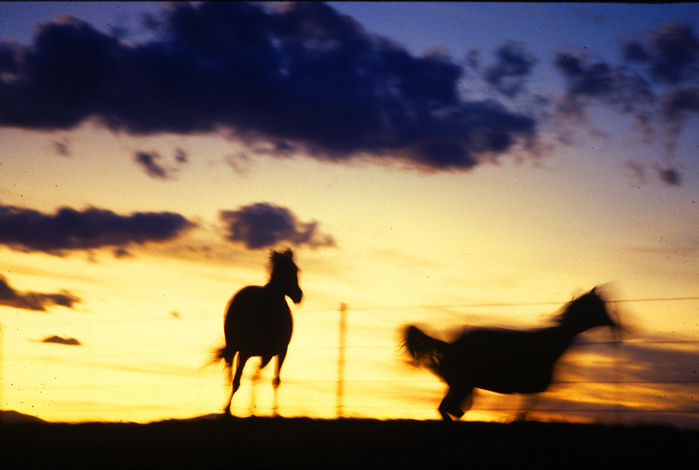 READY Horse.jpg