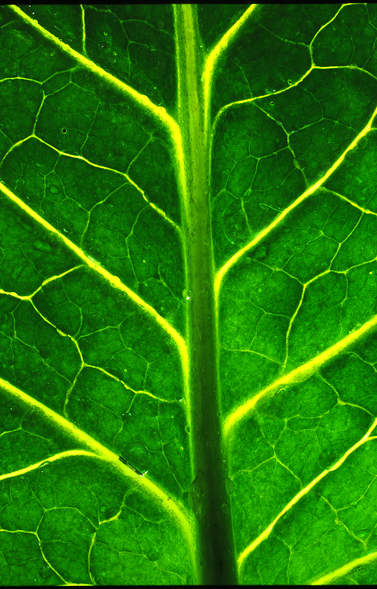 READY LeafCU.jpg