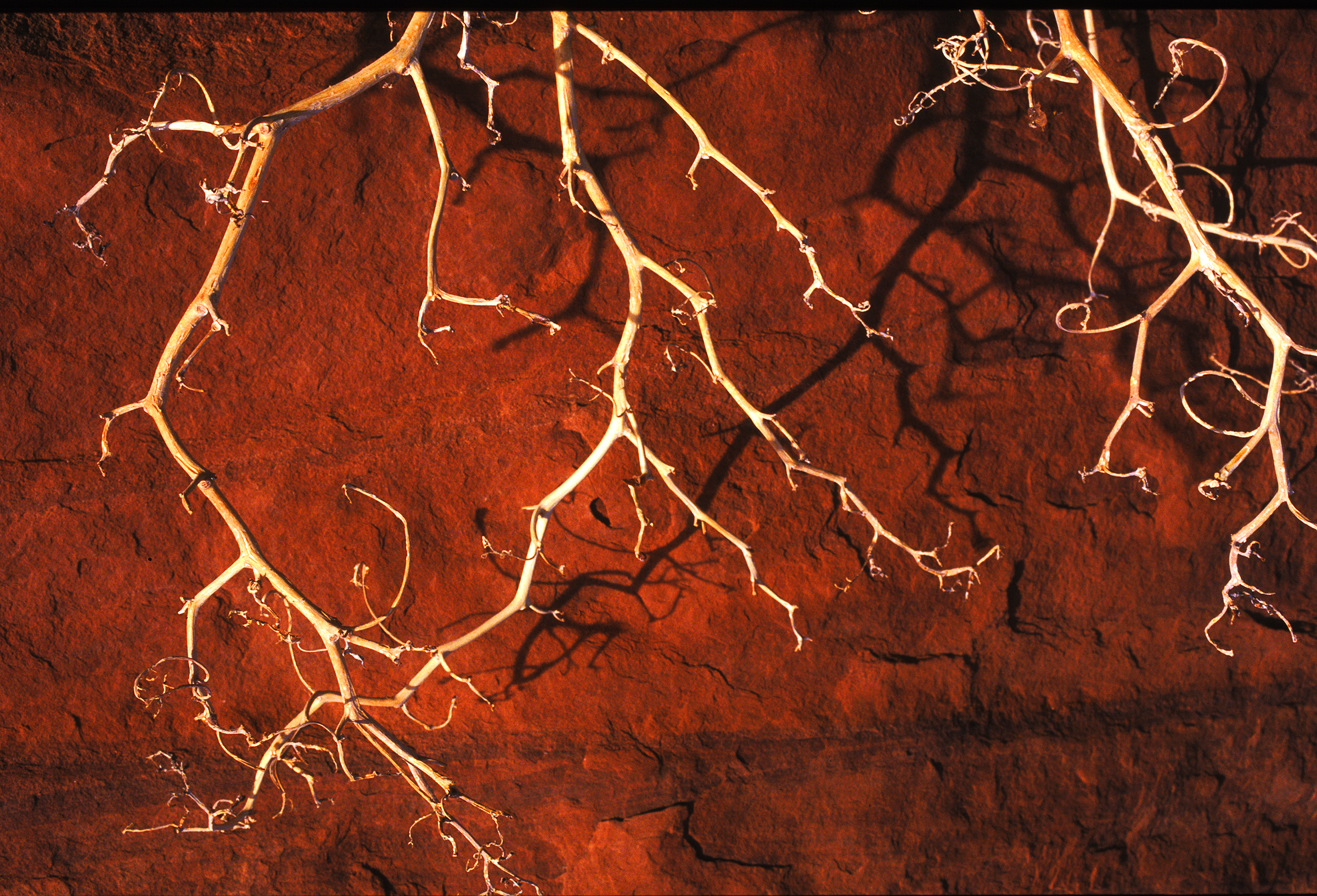 READY CanyonlandTree.jpg