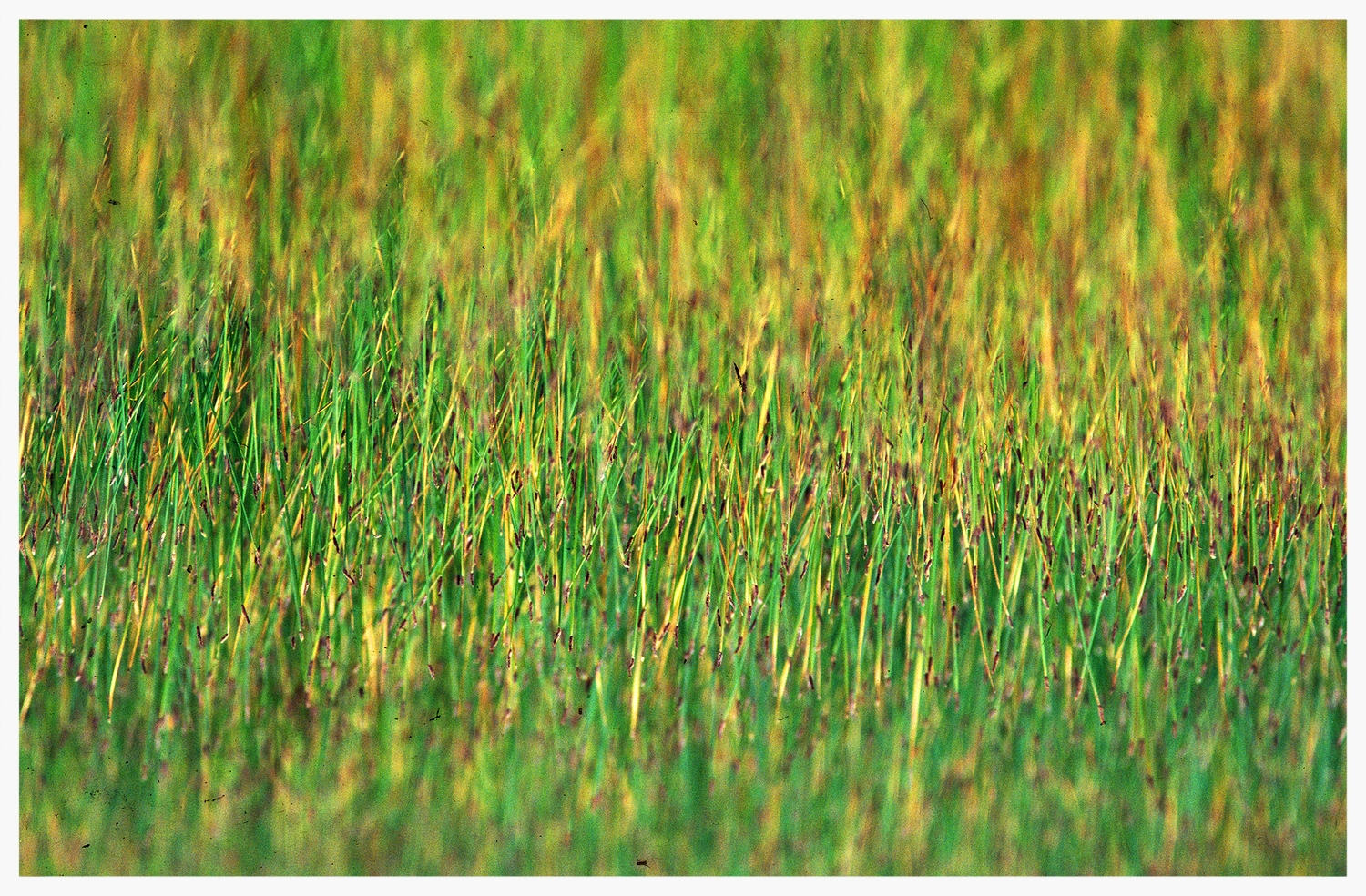 READY Grass.jpg