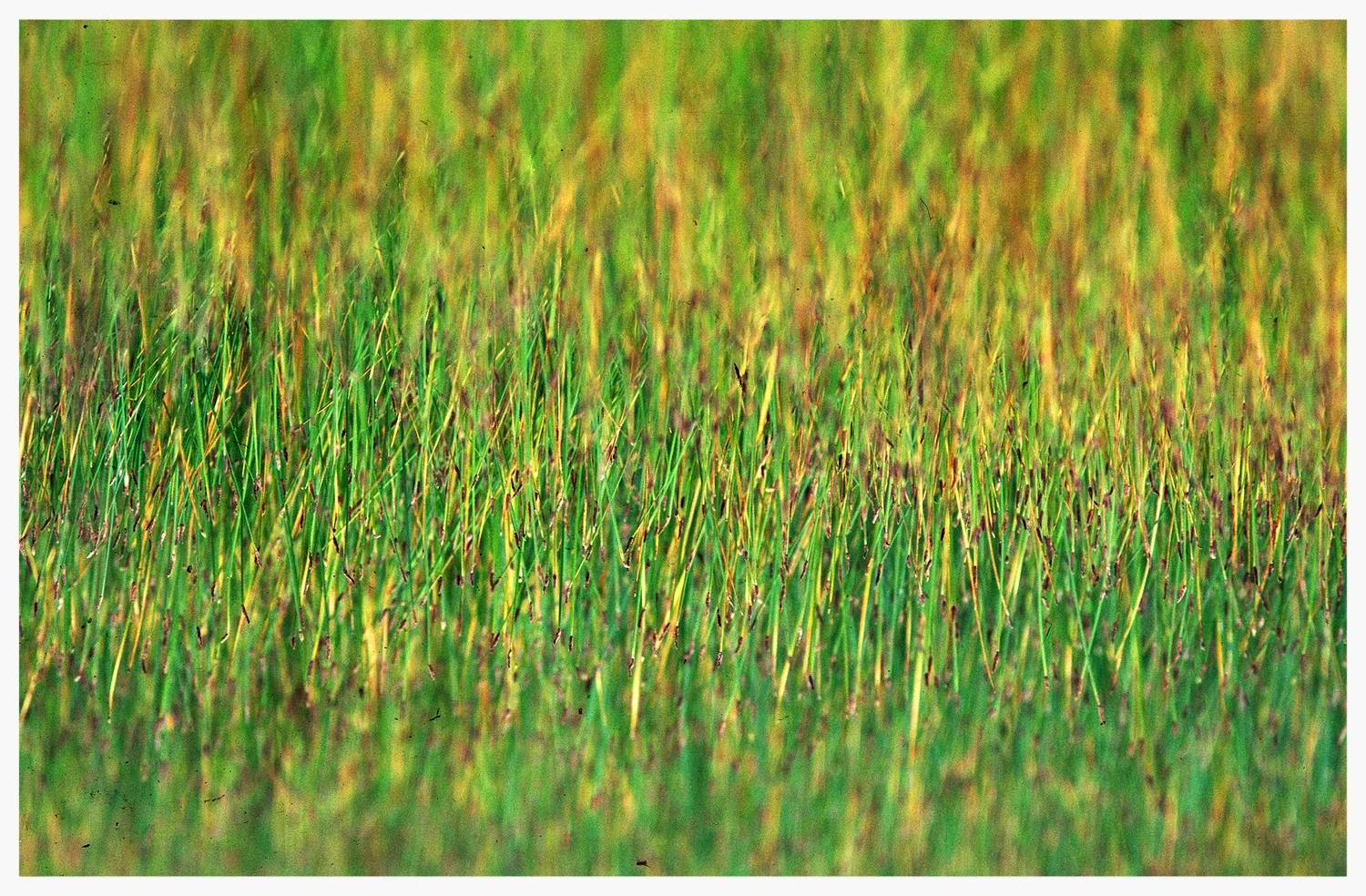 READY Grass.jpg