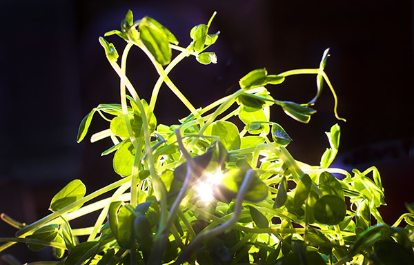 MG_Ingre_Sprouts_SM_ss.jpg