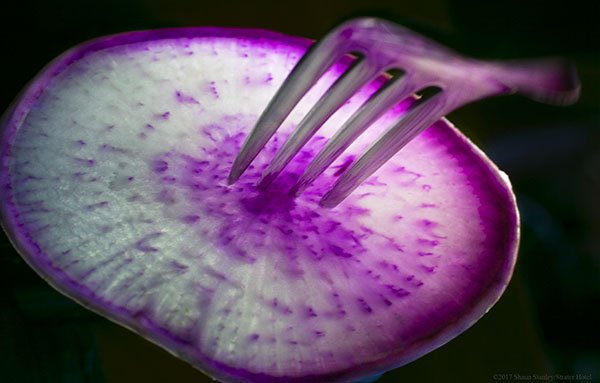 MG_DaikonRadishFork1_SM_ss.jpg
