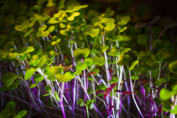MG_Sprouts.jpg