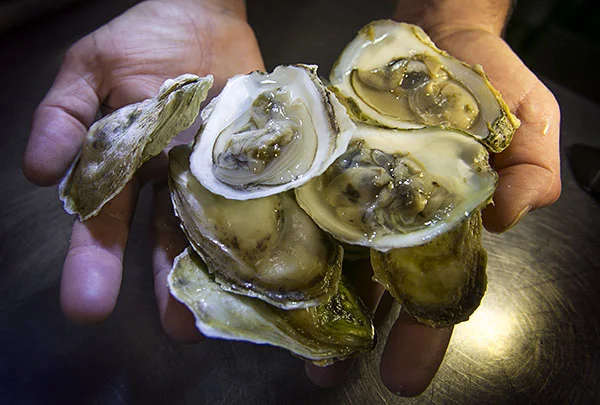 MG_Oysters_SM_ss.jpg