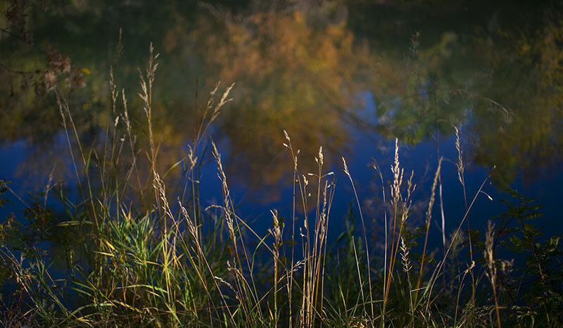 SM_FallColors_Grass24x copy.jpg
