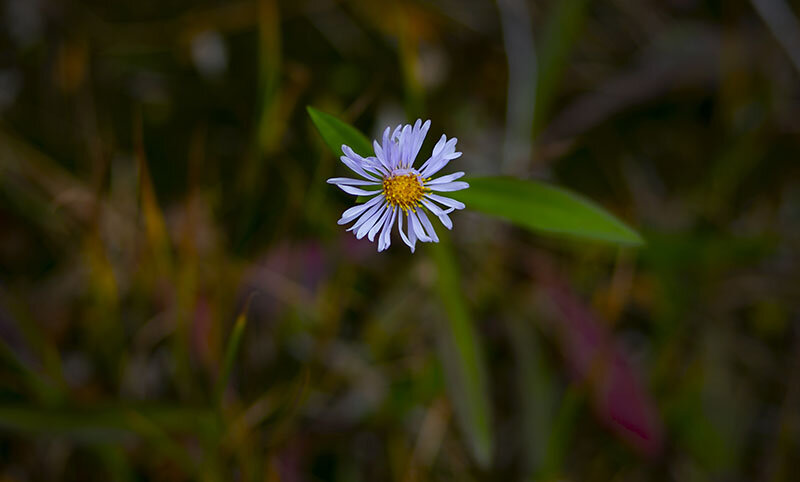 SM_FallColors_Flower1 copy.jpg