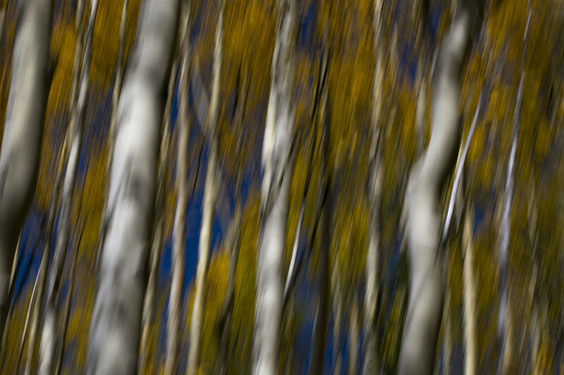 SN_FallColorsBlur copy.jpg