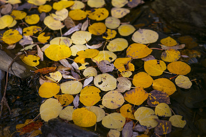 SM_FallColor9 copy.jpg