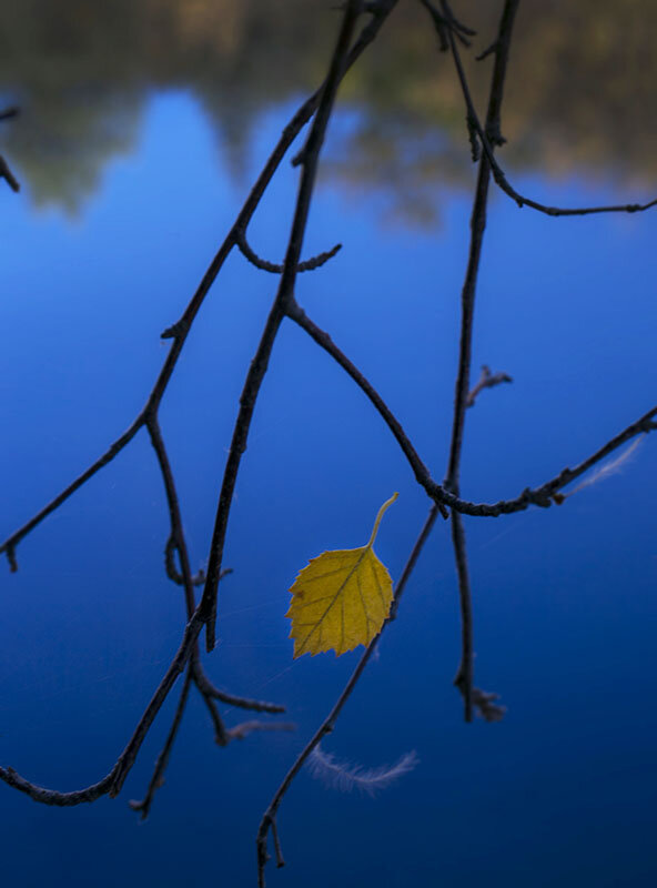 AA_SM_FallColors202_LeafVert copy.jpg