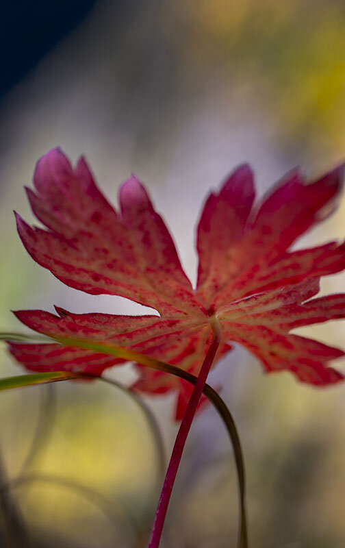 SM_FallColor_RedBelow copy.jpg