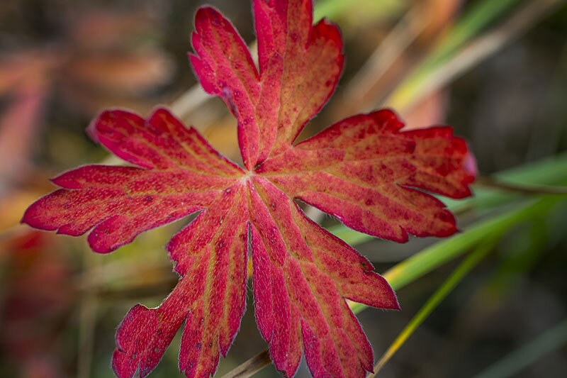 SM_FallColor1 copy.jpg