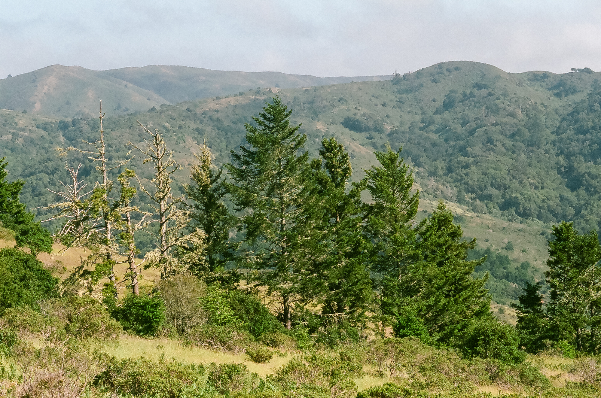 Muir Woods, California, 35mm