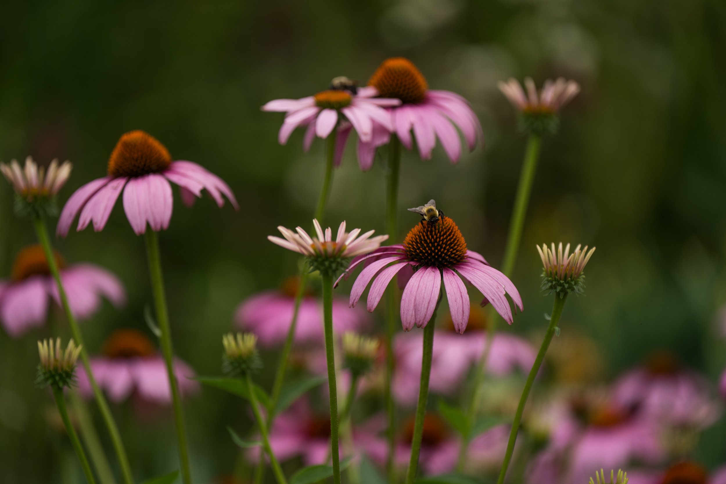 20230716-_DSC7222.jpg