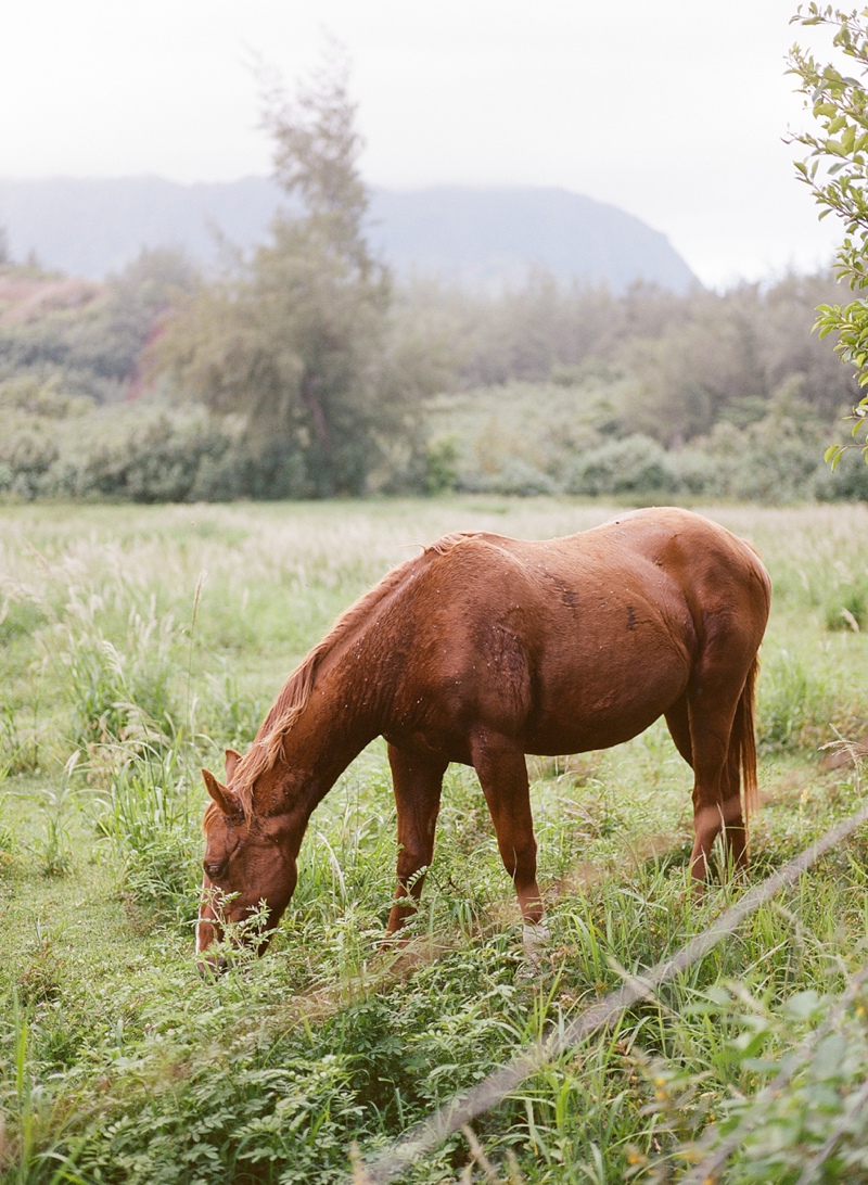 kauai-film-photographer-044.jpg