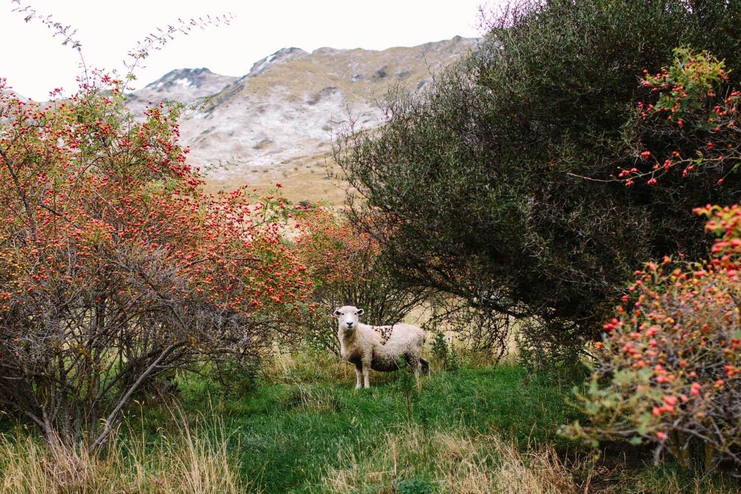 new-zealand-campervan-roadtrip-074.jpg