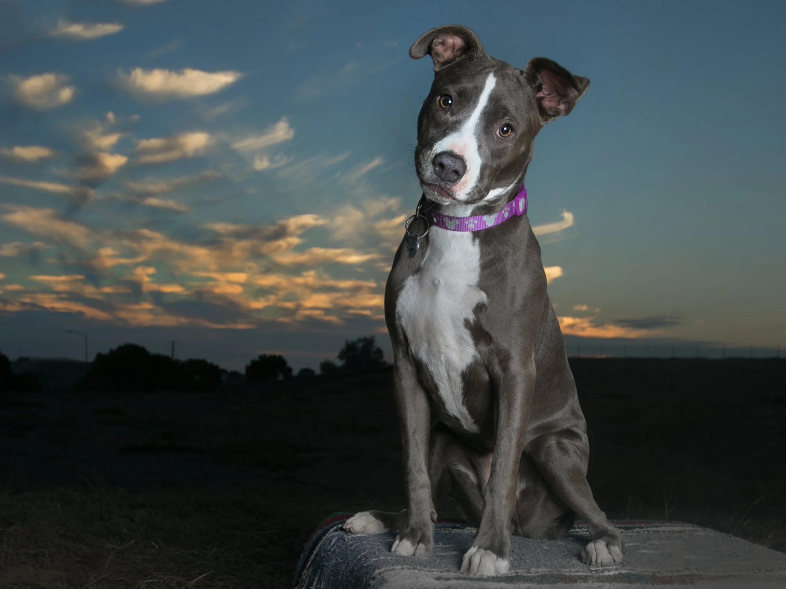 pocketthepitty.jpg