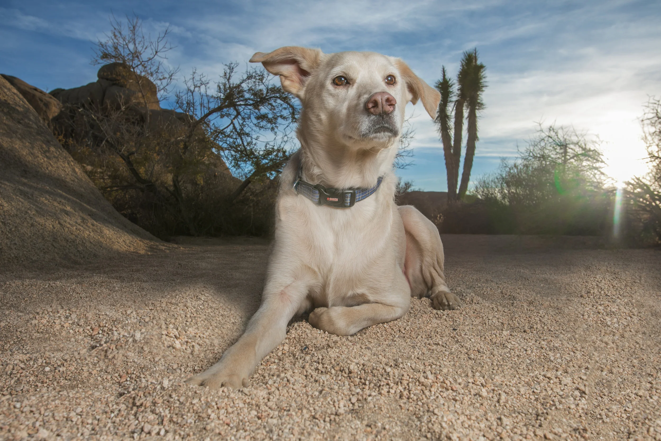 desert dog