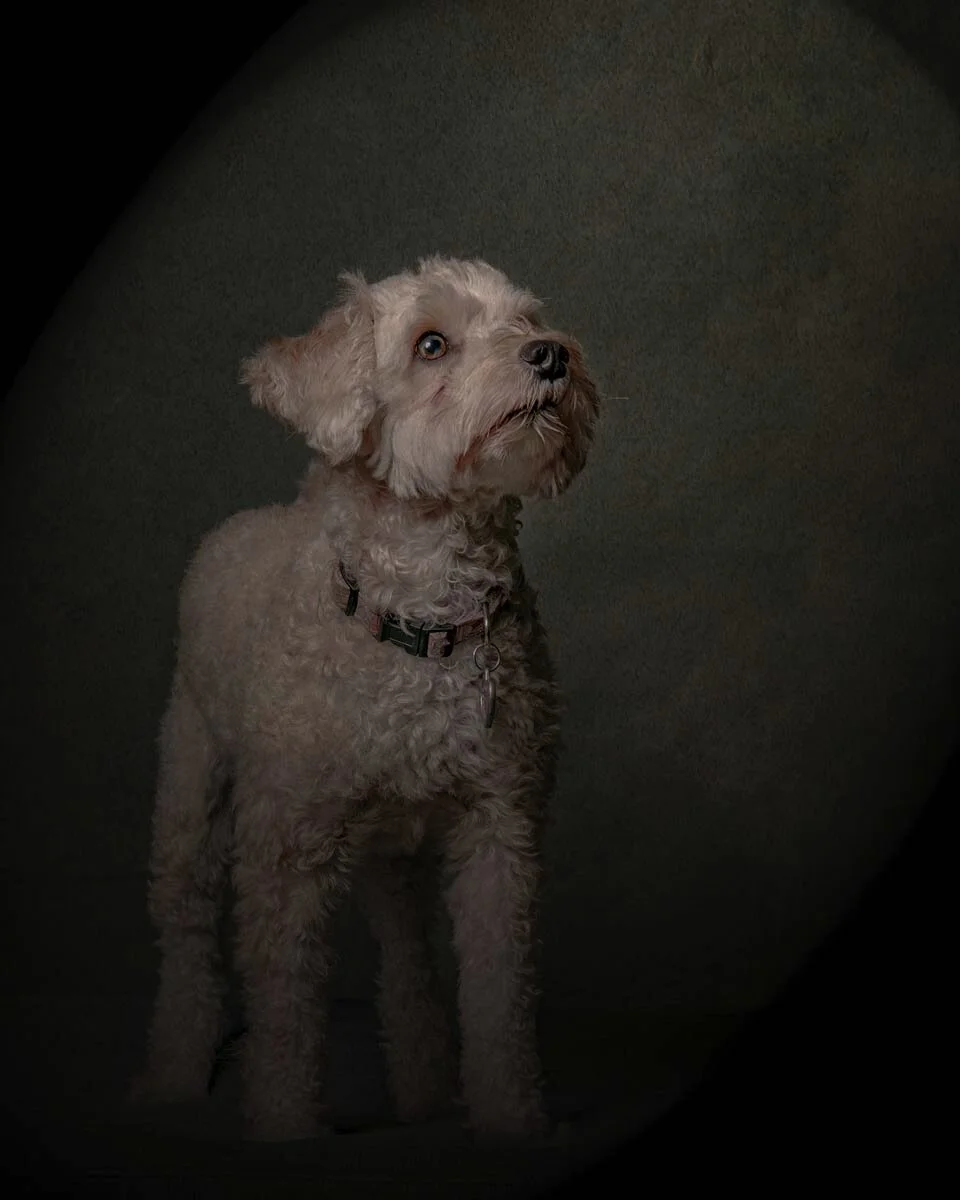 Pet Portraits Onnie Hull Photography