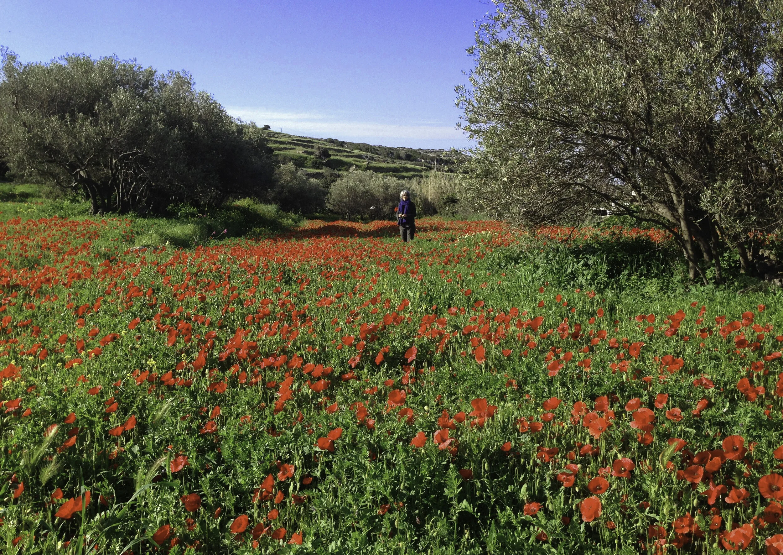 12. Jane & Poppies.JPG