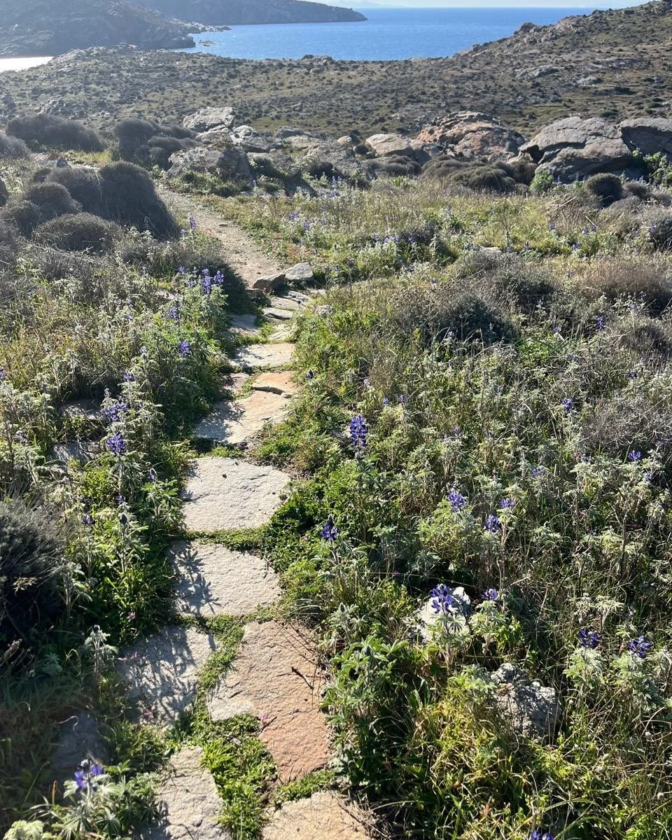 Walks in nature are rewarded with fields of color. Lupins in February. Thanks to Gail Saunders for the photo.  #paros #greece #lupin #oilpainting  #workshops