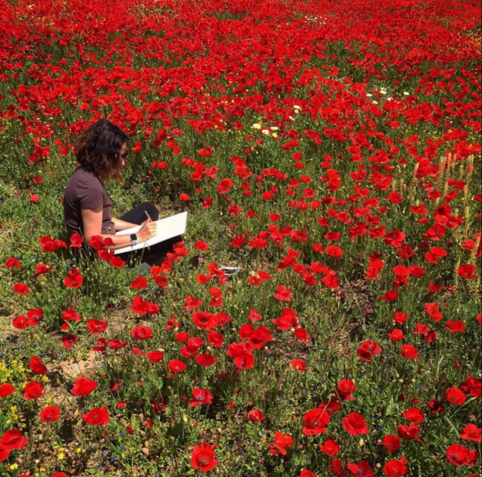 There are scattered poppies in the fields now, in a few weeks we will have a carpet of red. #poppies #artschool #landscape #greece #oilpainting #learntodraw #paros #artschooleurope #workshop #residencies