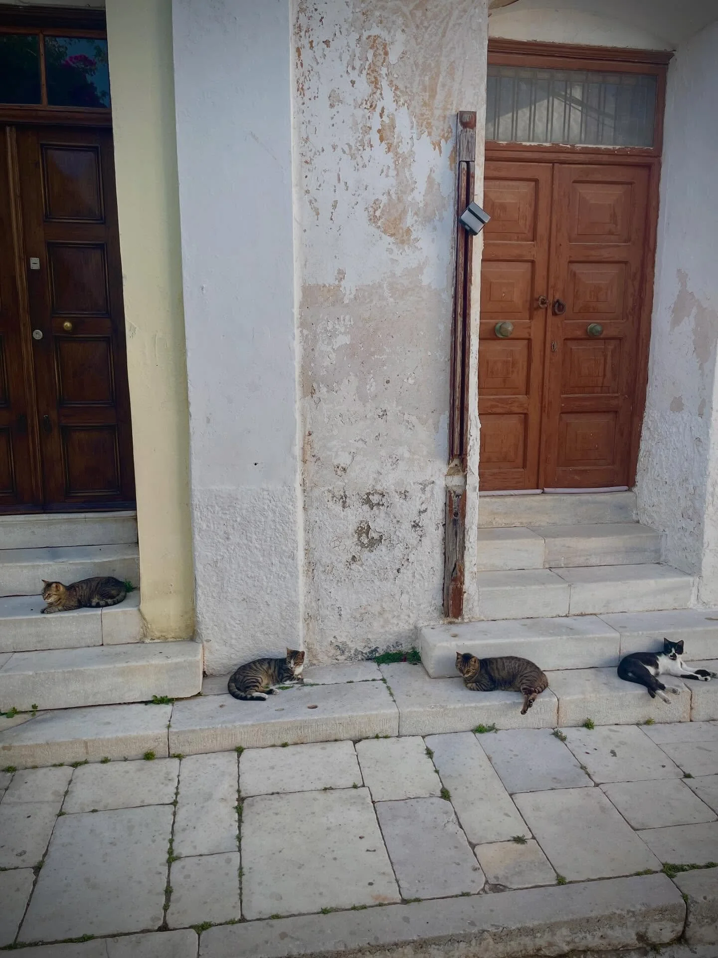 Lazy afternoon. #paros #greece #cats #artschool #workshops