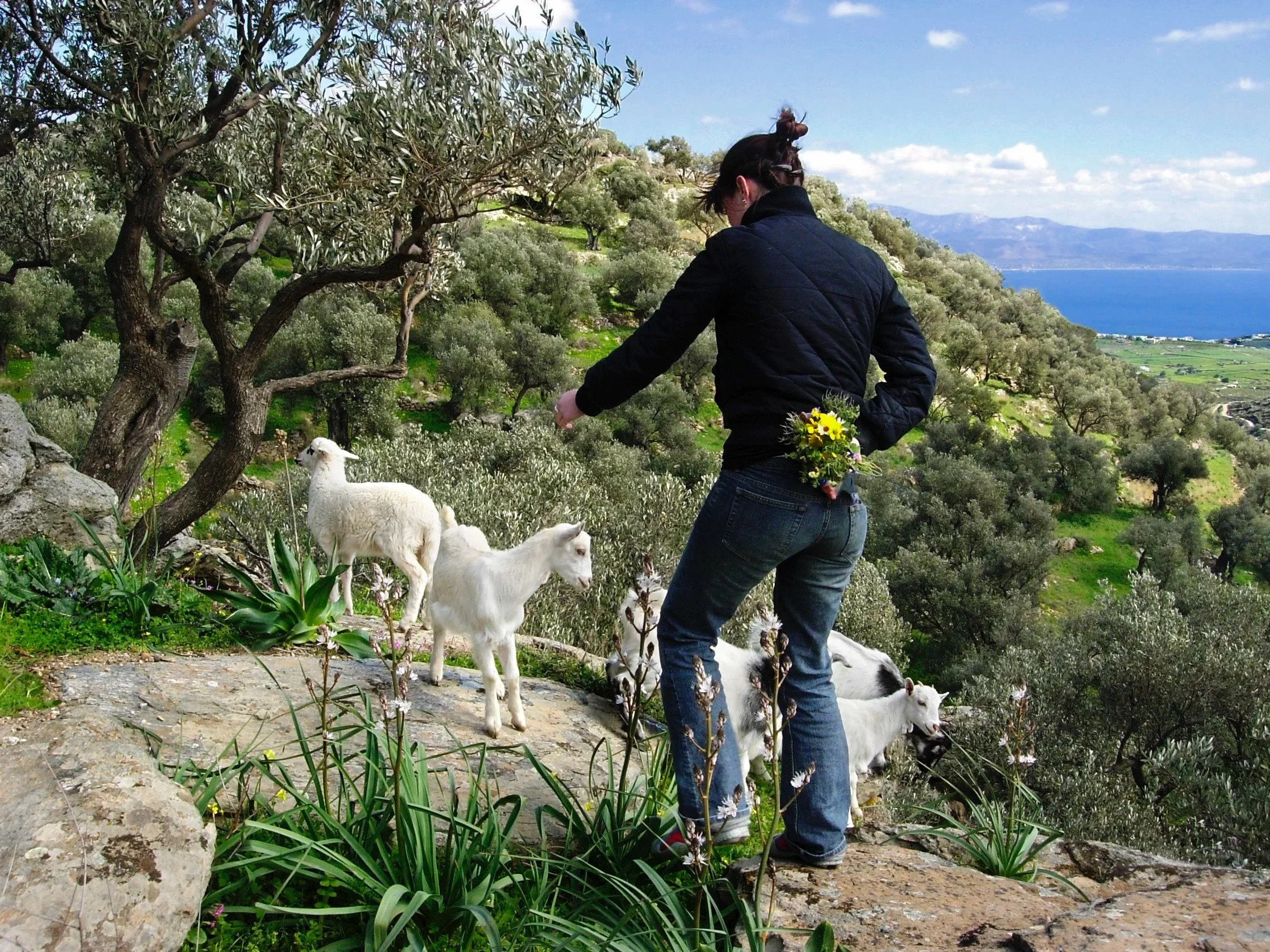 Brittany & Goats New....jpg