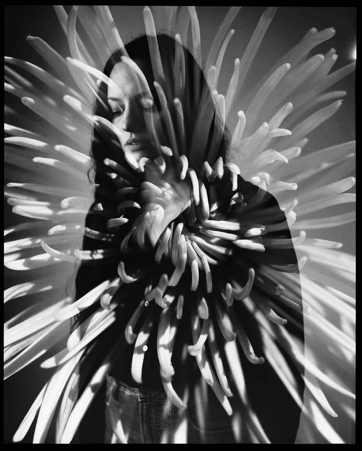 IrisFlower_BW_4x5.jpg